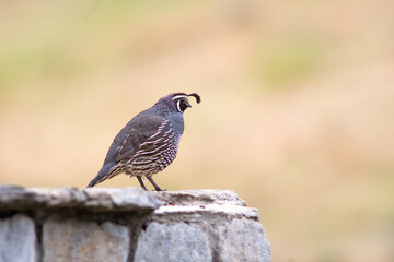 California Quail