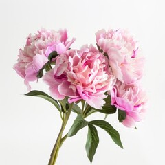 Obraz premium Pink Peonies Exude Elegance Against A Backdrop Of Pristine White, Illustrations Images