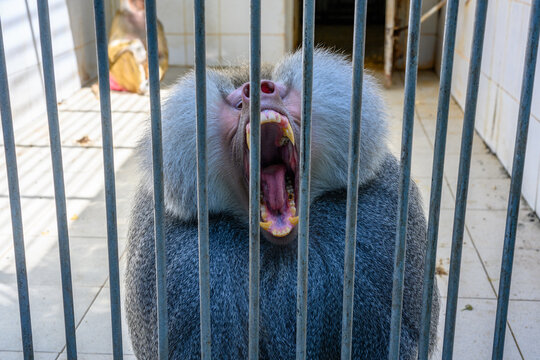 Monkeys in a monkey house in Sukhumi, Abkhazia