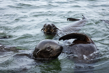 Cape Fur Seal Puppets, Walvis Bay lagoon, Namibia