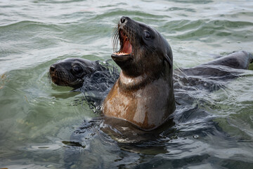 Obraz premium Cape Fur Seal puppies, Walvis Bay, Namibia