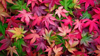 Japanese maple leaves in autumn

