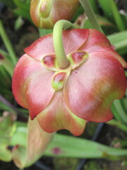 Zbliżenie na kwiat rośliny z gatunku sarracenia