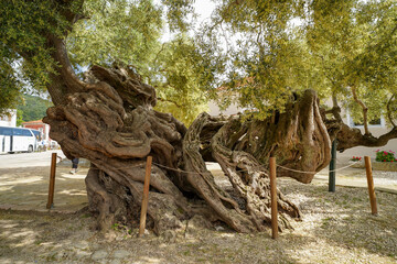 Old olive tree  trunk in Zakynthos