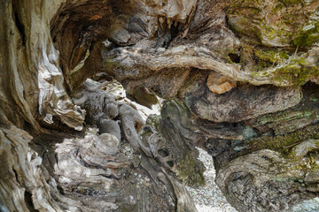 Oldest olive tree of Zakynthos