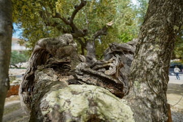 Oldest olive tree of Zakynthos