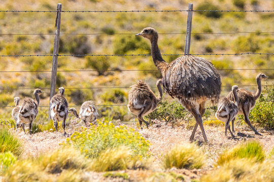 Nandu-de-darwin com seus filhotes, Patag&ocirc;nia Argentina / Rhea americana with chicks, Argentine Patagonia