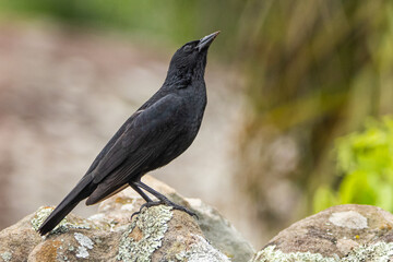 Pássaro em um galho, chopim / Bird on a branch, Shiny Cowbird