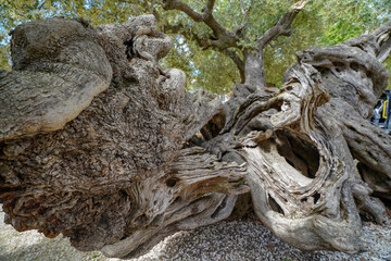 Old olive tree  trunk in Zakynthos