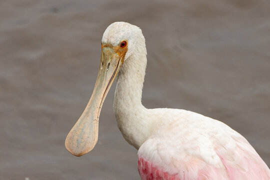 Close de um colhereiro no manguezal / Roseate Spoonbill close-up in a mangrove