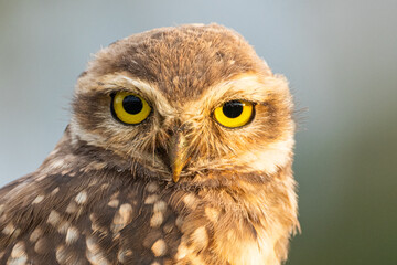 Close do olhar da coruja-buraqueira / Close-up of the burrowing owl 