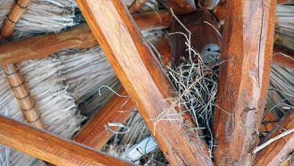 pigeon nest in the hut