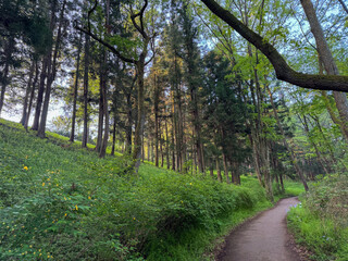 Fototapeta premium footpath in the forest