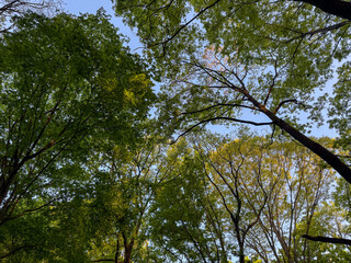 Obraz premium trees and sky