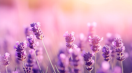 Obraz premium Lavender flower background closeup with soft focus and sunlight, blurred background