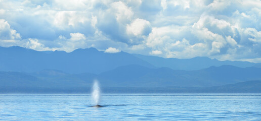 A Humpback Whale Blowing Water (Megaptera Novaeangliae)