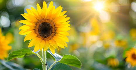 A single yellow sunflower is the main focus of the image