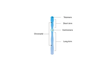 Single Chromosome Structure Scientific Design. Vector Illustration.