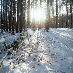 Sunset in the winter forest.