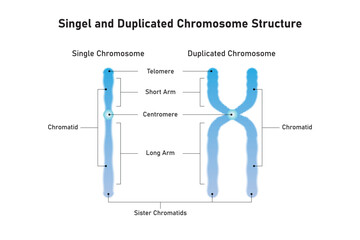 Single and Duplicated Chromosome Structure Scientific Design. Vector Illustration.