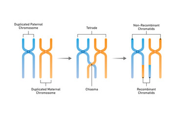 chromosomal crossing over Scientific Design. Vector Illustration.
