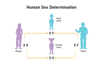 Human Sex Determination Scientific Design. Vector Illustration.