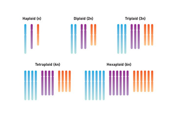Types of Polyploidy Scientific Design. Vector Illustration.