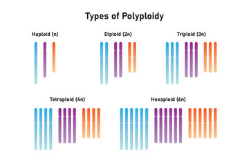 Types of Polyploidy Scientific Design. Vector Illustration.