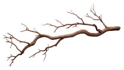 PNG Tree branch tree driftwood plant.