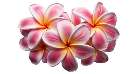  Beatiful plumeria flowers isolated on transparent background. Tropical floral element for design.