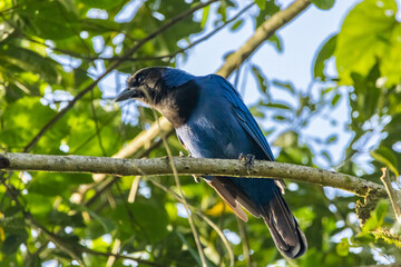 Gralha-azul pousada em um galho / Azure Jay perched on a branch