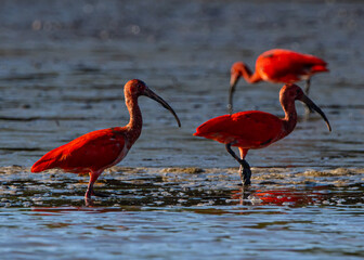 Guarás se alimentando no mangue / Scarlet Ibis feeding in a mangrove