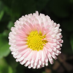 Zbliżenie na kwiat różowej stokrotki