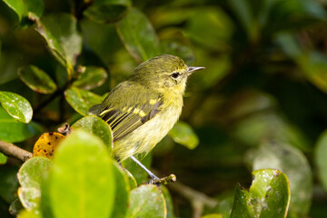 Maria-da-restinga, ave ameaçada de extinção, pousada em galho na restinga / restinga tyrannulet, endangered species, perched on a branch in the restinga