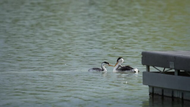 Western Grebe drake feeding chicks on hens back in Provo harbor.