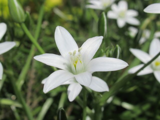 Zbliżenie na białe kwiaty rośliny z gatunku Ornithogalum
