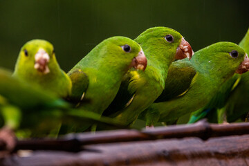 Um grupo de Periquito-rico pousado em um galho / A group of Plain Parakeet perched on a branch