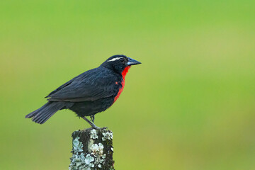 Policia-inglesa pousada em uma cerca no campo / White-browed Meadowlark perched on a fence in the field