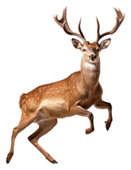 Obraz premium PNG Happy smiling deer dancing wildlife animal antler.