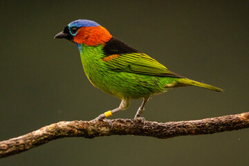 Saíra-militar na Mata Atlântica / Red-necked Tanager in the Atlantic Forest