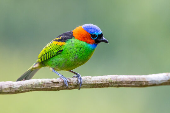 Sa&iacute;ra-militar na Mata Atl&acirc;ntica / Red-necked Tanager in the Atlantic Forest