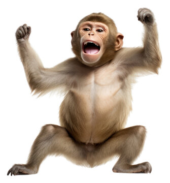 PNG Happy smiling monkey dancing wildlife mammal animal.