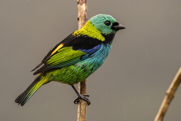 Saíra-sete-cores na Mata Atlântica / Green-headed Tanager in the Atlantic Forest