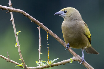 Obraz premium Sanhaço-do-coqueiro na Mata Atlântica / Palm Tanager in the Atlantic Forest