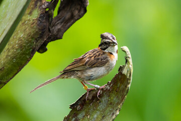 Tico-tico pousado em um galho na Mata Atlântica / Rufous-collared Sparrow perched on a branch in the Atlantic Forest  © Gabriel Marchi