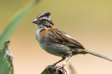 Tico-tico pousado em um galho na Mata Atlântica / Rufous-collared Sparrow perched on a branch in the Atlantic Forest 