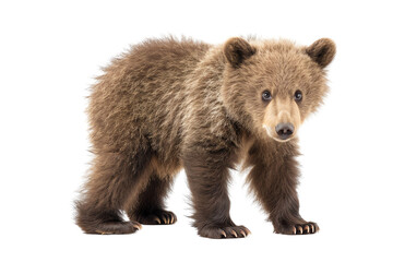 The photo shows a brown bear cub standing on all fours, looking at the camera