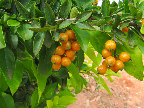 Campomanesia xanthocarpa, known as Tree Gabiroba, clusters of small, yellow fruits on a tree with green leaves; Excellent fruit for boosting immunity and helping to prevent flu and colds.