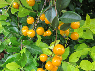 Campomanesia xanthocarpa, known as Tree Gabiroba, clusters of small, yellow fruits on a tree with green leaves; Excellent fruit for boosting immunity and helping to prevent flu and colds.