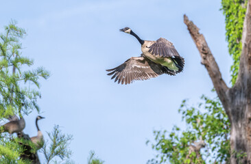 Canada goose takes off from a high tree branch as other geese perched in trees look on.